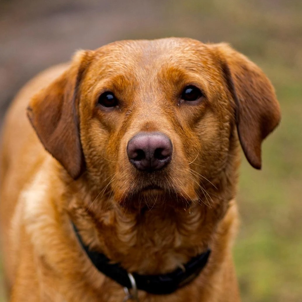 Stance, Ash’s fox red labrador